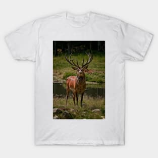 Red Deer Buck T-Shirt